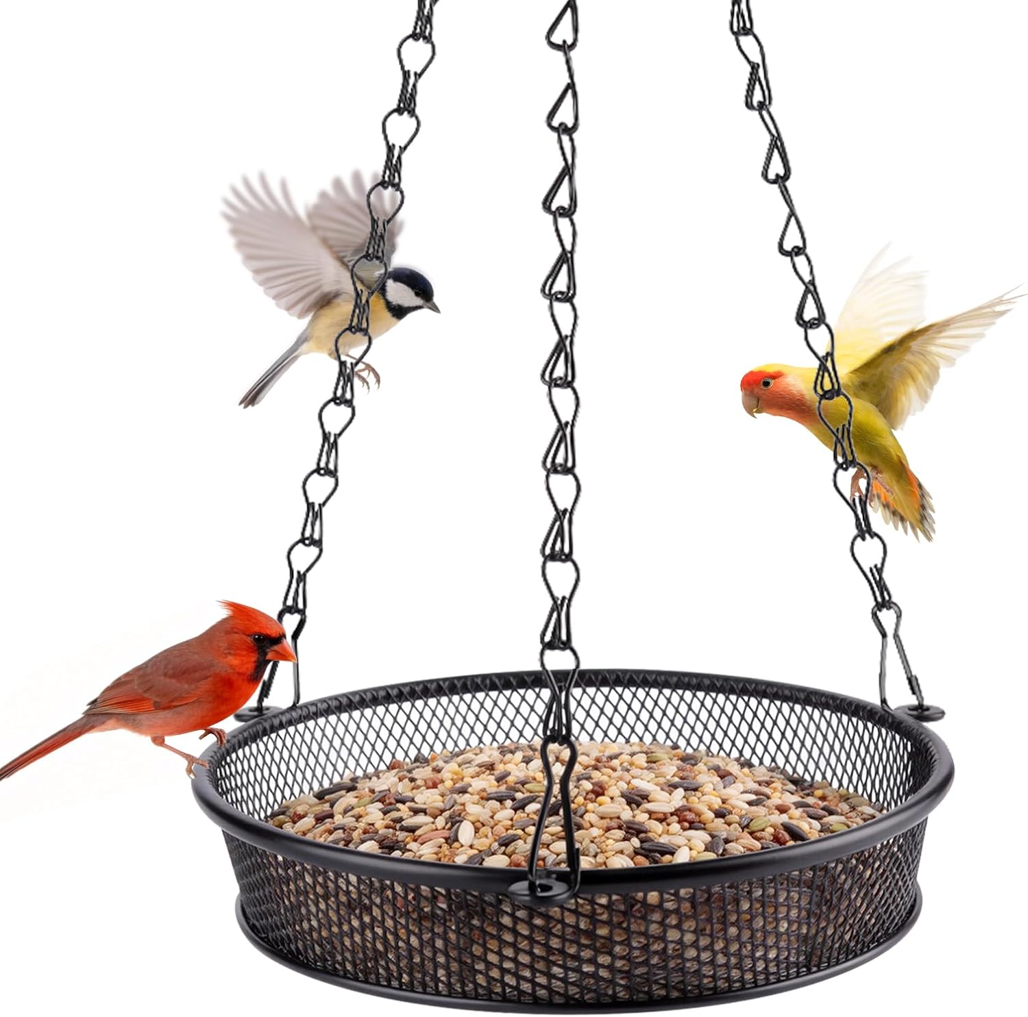Bolite black metal mesh hanging platform bird feeder filled with seed, hung on three chains, with a cardinal on the rim